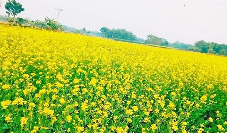 শুস্ক আবহাওয়ায় জমিতে সেচ দেয়ার পরামর্শ