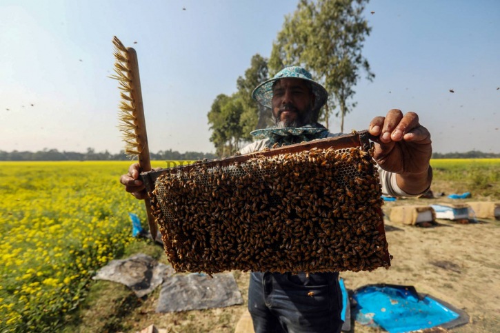 মানিকগঞ্জে সরিষা ক্ষেতে মধু চাষে ব্যস্ত কৃষক