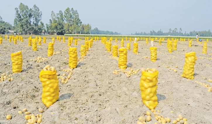 কৃষিপণ্য রপ্তানি করছে মাসওয়া এগ্রো লিমিটেড