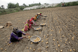 আলু তোলার উৎসব