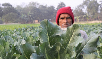 উত্তরাঞ্চলের সবজি চাষীদের পাশে ‘স্বপ্ন’