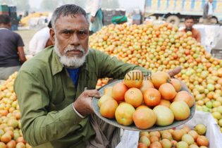 বাজারে আসছে নতুন টমেটো