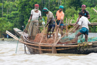 রাত ১২টা থেকে ২ মাস ইলিশ ধরা নিষেধ