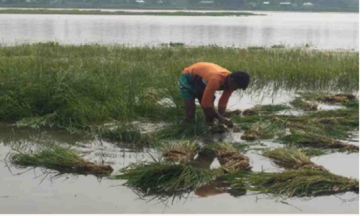 41% paddy harvested in haor area till Apr 20: Ministry