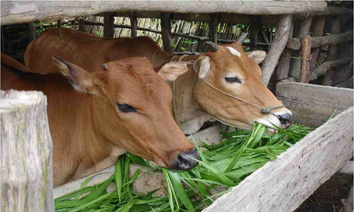 Dhaka plans to meet the growing demand for quality cattle feed