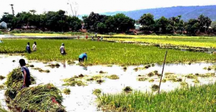 1.85 lakh flood-hit farmers get seeds, fertilisers from govt