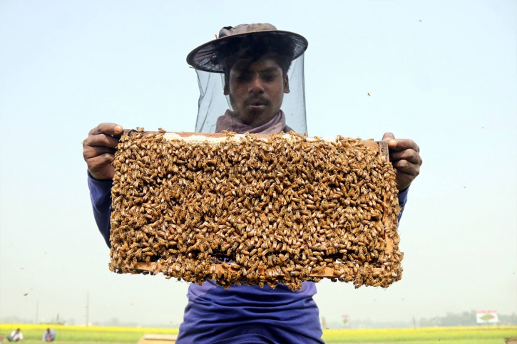 In Pictures: Farmers collecting honey