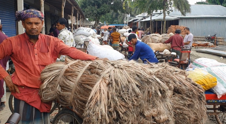 Jute growers paying for drought that resulted in discoloured fibre