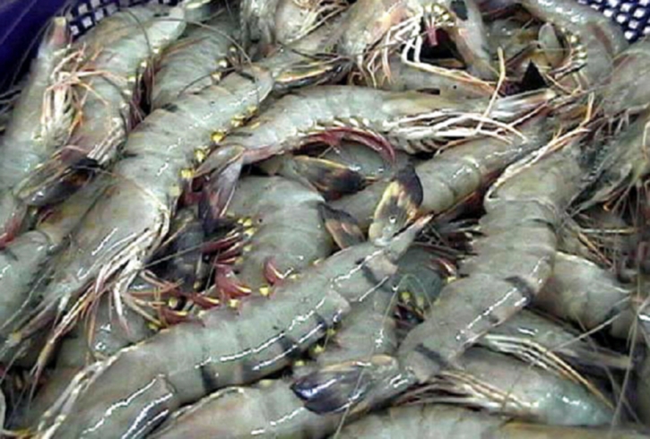 700 kgs of jelly-filled shrimp seized in Chandpur