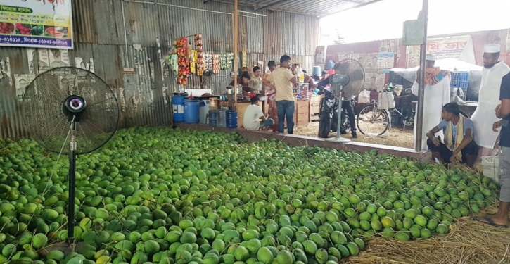 Mango harvesting begins