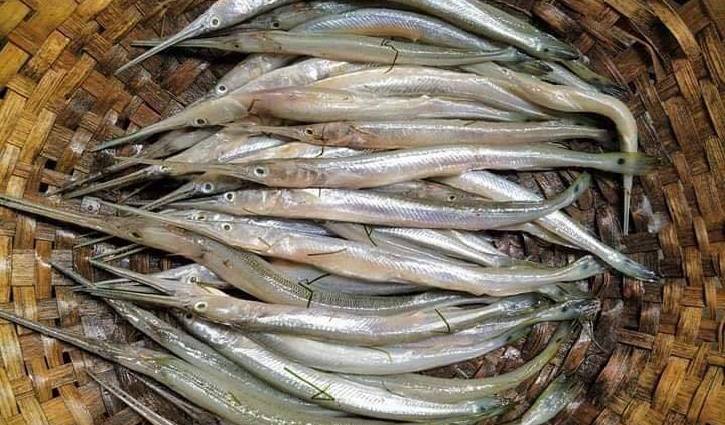 Bogura fish farmer claims he discovered artificial breeding of kakila a year before BFRI