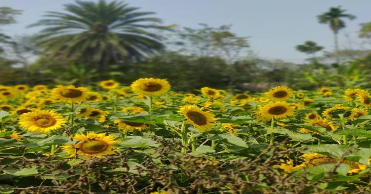 Sunflower cultivation in Khulna: Salinity no longer a barrier