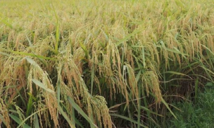 Scientists unveil full genome sequence of salinity, flood tolerant rice