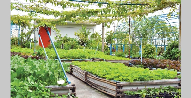 Bangladesh needs to promote rooftop agriculture: FAO