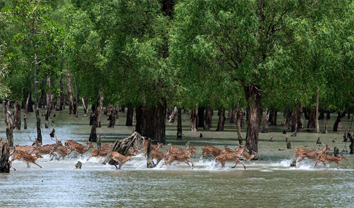 Experts call for wildlife census in Sunderbans to halt extinction crisis