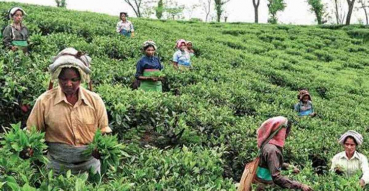 Tea estate workers return to work