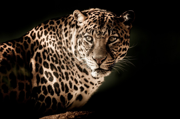 India’s leopard population increases by 60% in 4 years