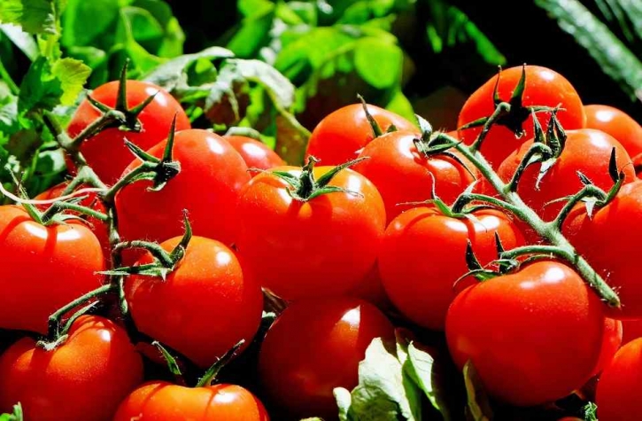 Tomato cultivation transforms lives of Bagerhat farmers