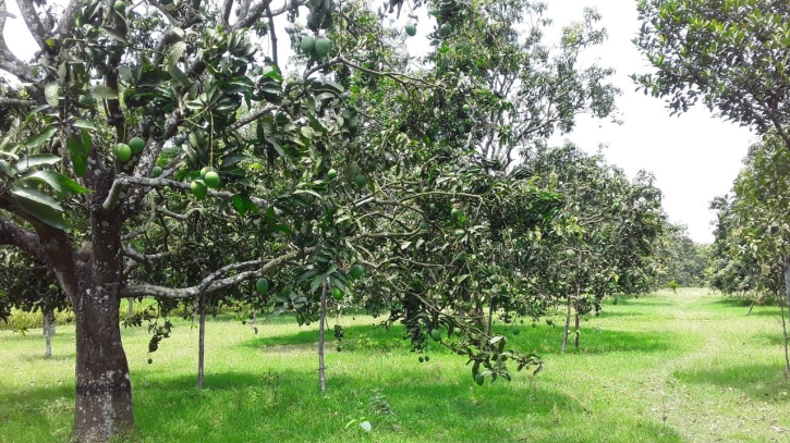 Bumper production of mango: Chapainawabganj farmers are all smiles