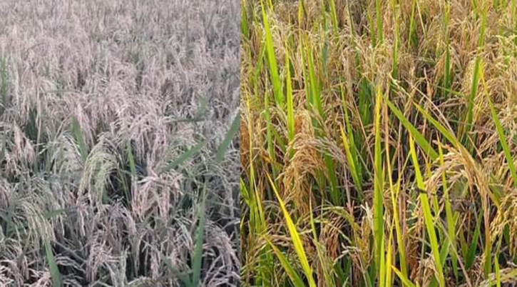 Dreaded blast disease afflicts crops in upazila of Sunamganj