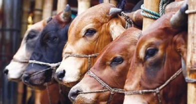 ব্রাহ্মণবাড়িয়ায় এবার ঈদে ১৫’শ কোটি টাকার পশু বেচাকেনার আশা