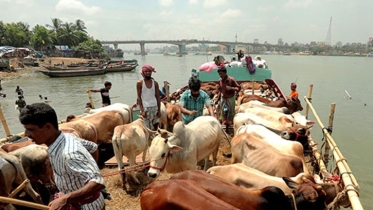 নদী কেন্দ্রীক ১০৮ পশুর হাটের নিরাপত্তা দেবে নৌ পুলিশ