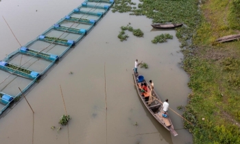 Global fisheries and aquaculture production reaches a new record high: FAO