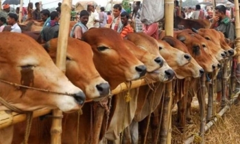 Over 1.04 cr animals sacrificed on Eid-ul-Azha this year