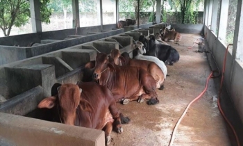 Marginal dairy farmers desire milk marketing scope in Rajshahi