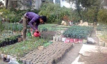 Nursery business becomes boon for vegetables, fruit, flower growers