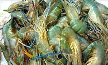 Khulna witnesses decline in shrimp export