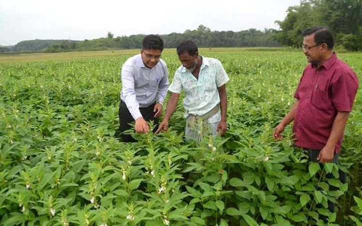 এক জমিতে বছরে চার ফসল ফলিয়ে লাভবান হচ্ছেন কুমিল্লার কৃষকরা