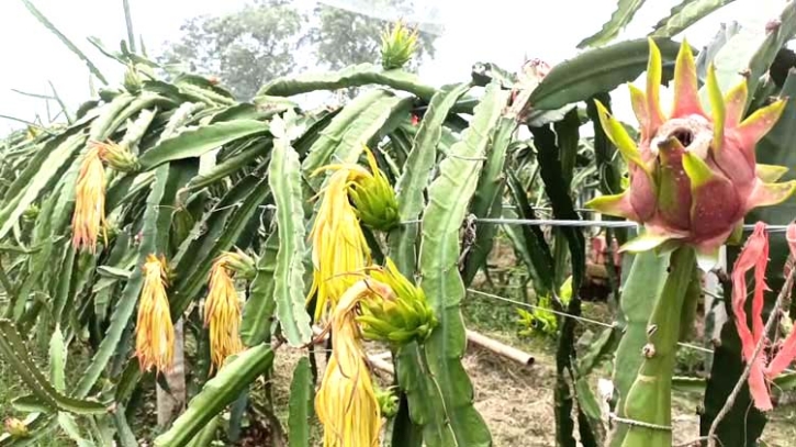 নওগাঁ’র মহাদেবপুরে ড্রাগন ফল চাষ করে সাফল্য অর্জন করেছেন মাহবুব জামান