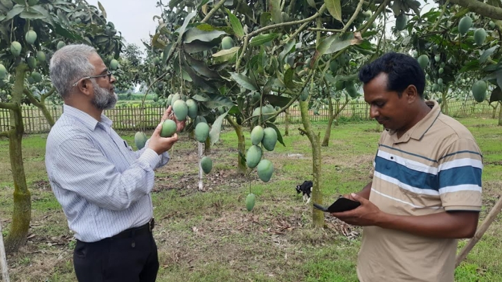 দ্বিতীয়বারের মতো ইউরোপে রপ্তানি হচ্ছে ঠাকুরগাঁওয়ের আম