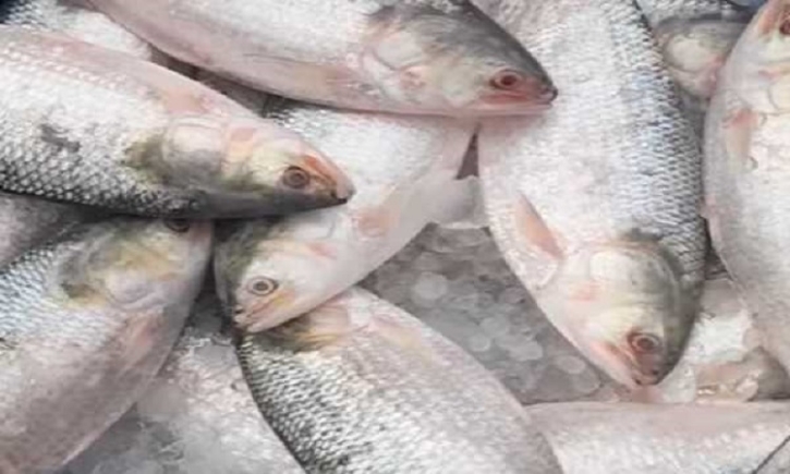 12 tonnes of Hilsa exported to India through Benapole port