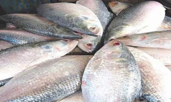 Govt approves export of 3,000 tonnes of hilsa to India for Durga Puja