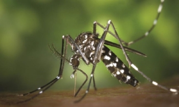 8 dengue patients die, 1,221 hospitalised in 24hrs